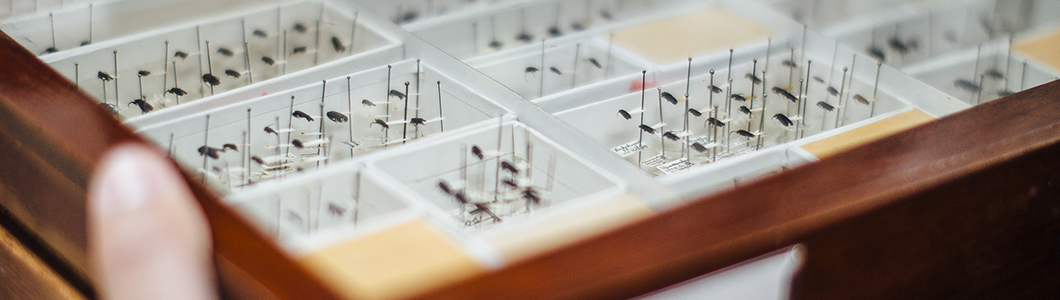 A photograph of a close-up of an insect display case with pinned bugs in different compartents.