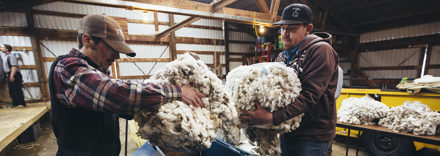 Two men load armfuls of wool into a blue processing machine to be combed into roving.