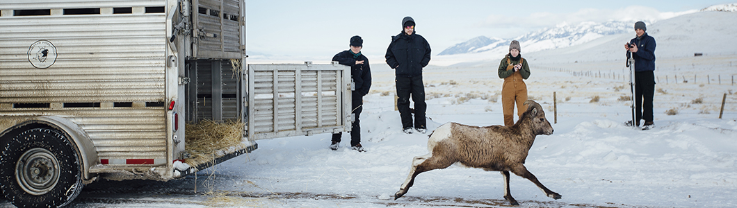 A group of scientists in winter gear oversee the release of a bighorn sheep back into its habitat.