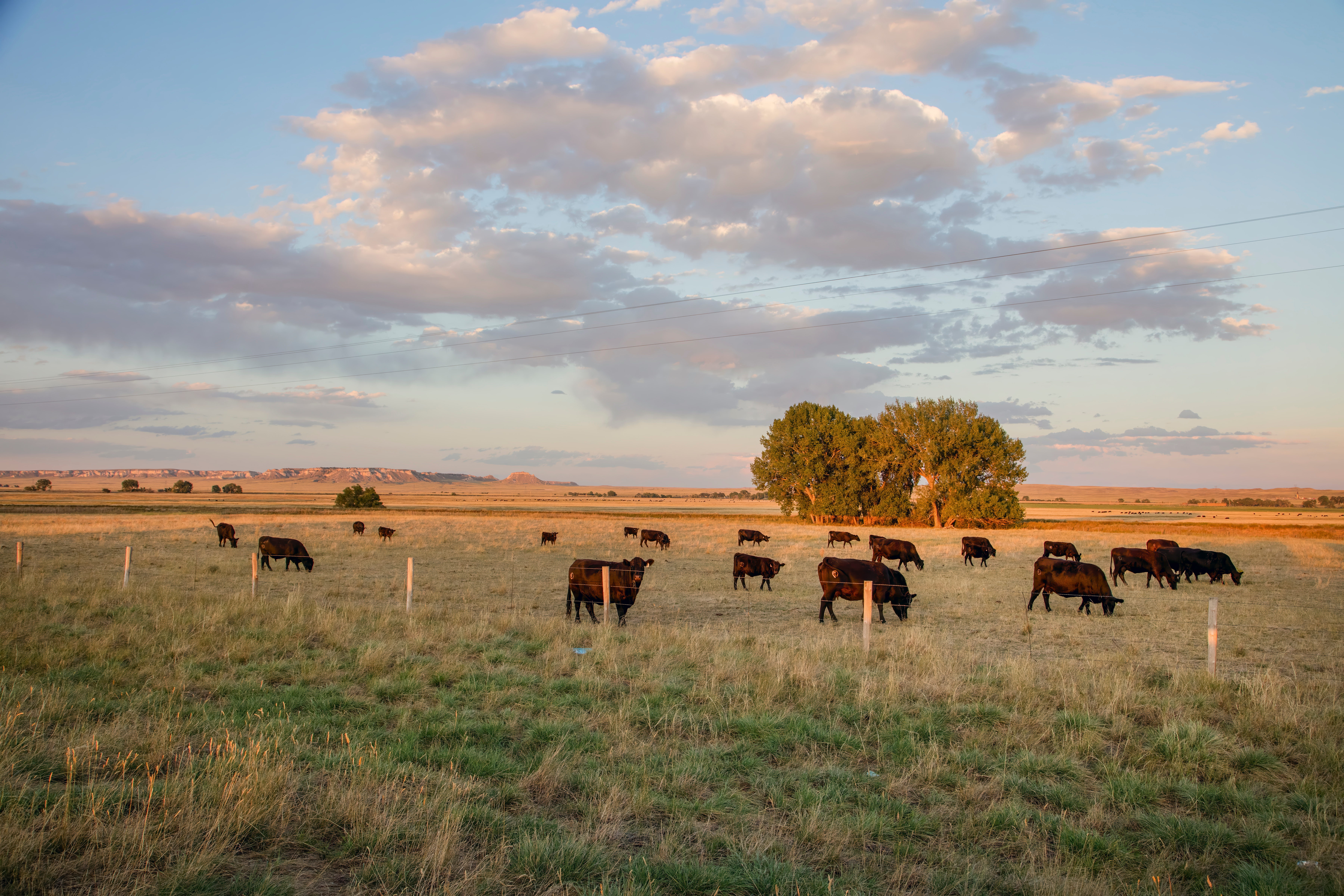Pasture and Rangeland
