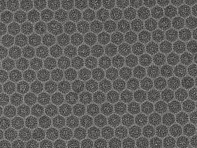 Single Particle Analysis