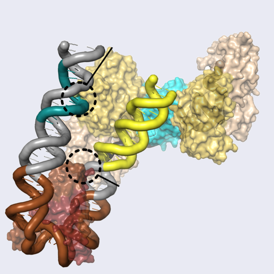 A computer rendering of a protein.
