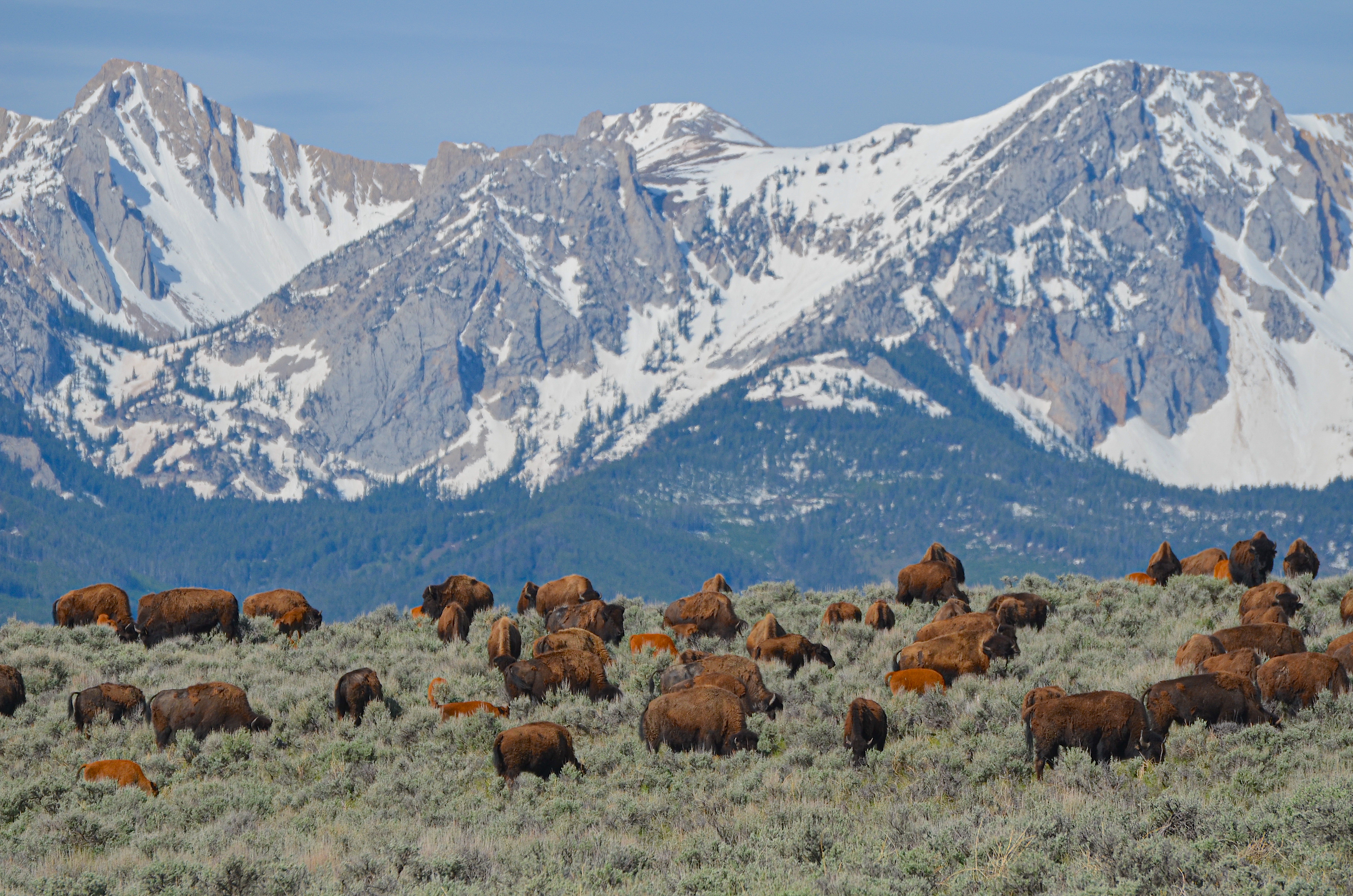 North Bridger Bison Ranch