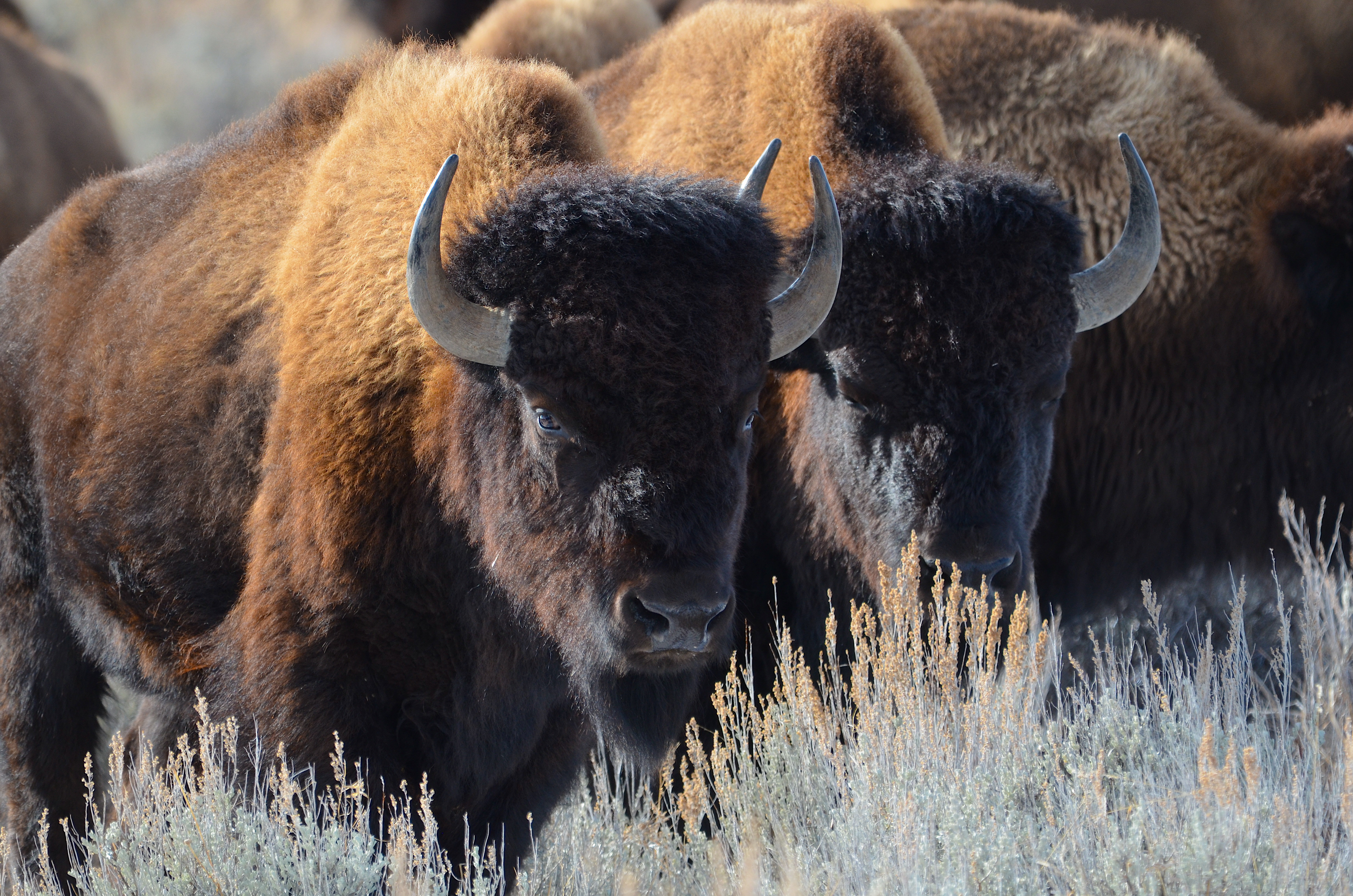 NBB Bison