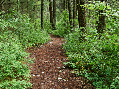 Photo of a forest in Montana