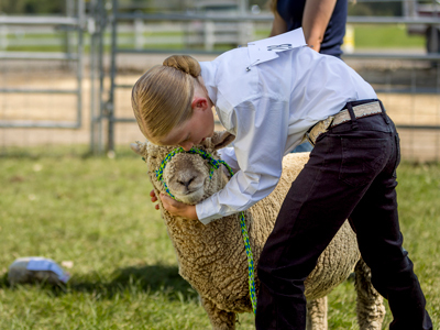 4-H member holding a sheep still at a county fair