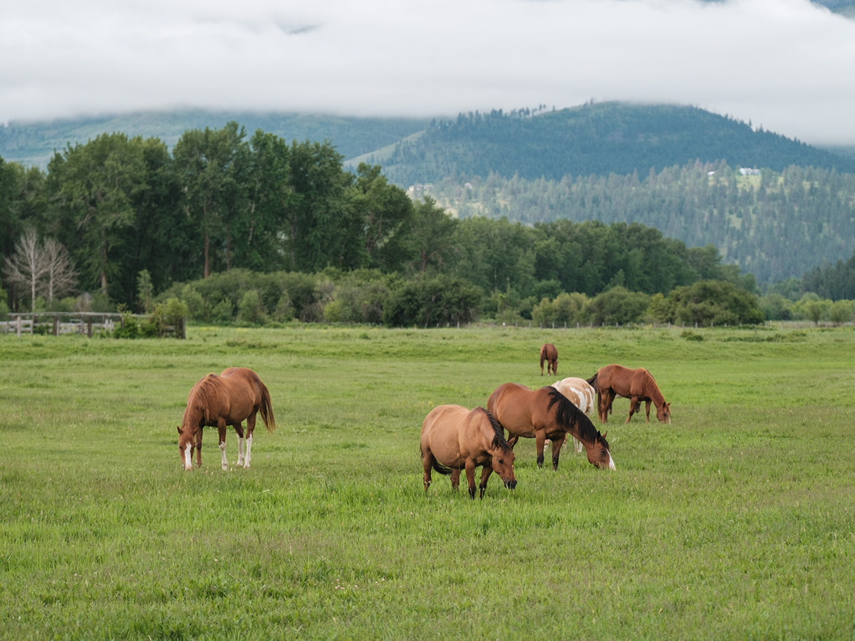 A group of brown horses standing in a grassy field with mountains in the background.