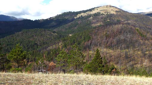 Image of a wetter end ecotype with a patchy pattern due to fires.