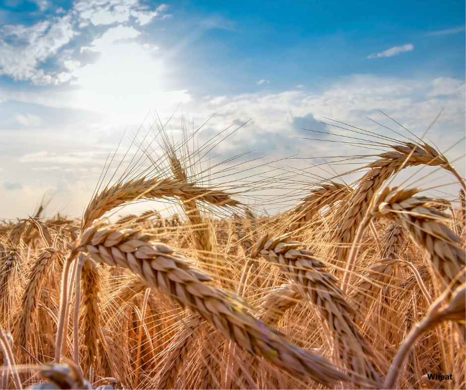 Wheat