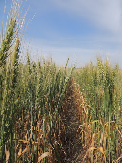 wheat field