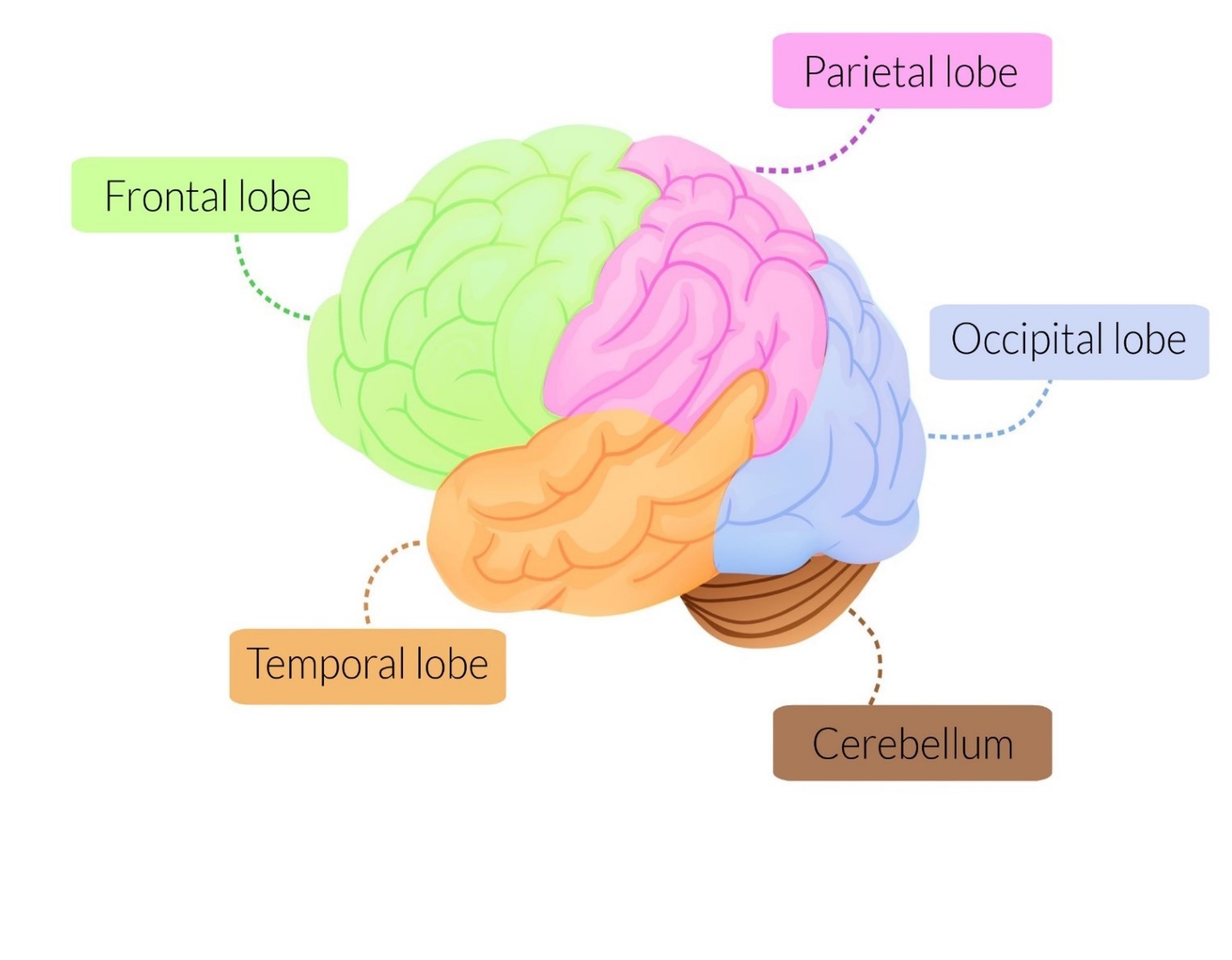 brain regions