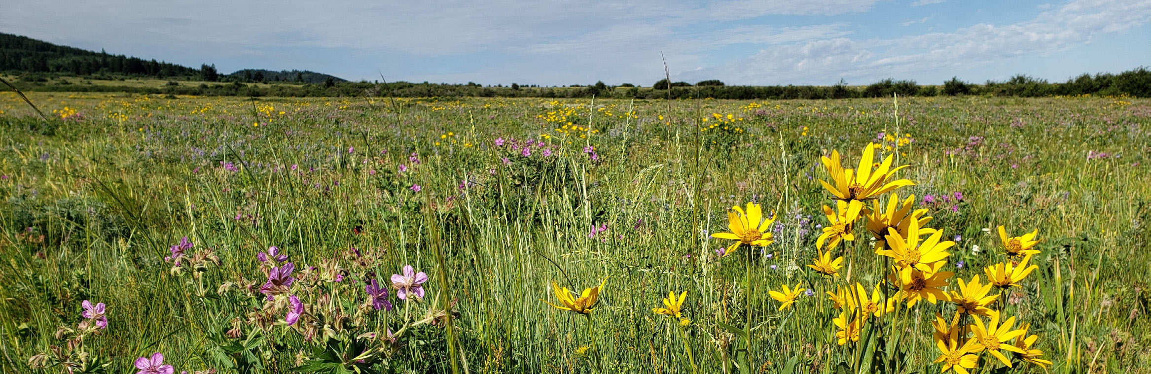 Wildflower field