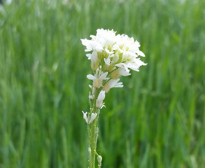 flowering hoary alyssum stem with seed pods