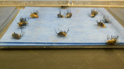 bromus tectorum seeds with fungal pathogen growing on top of blue blotter paper