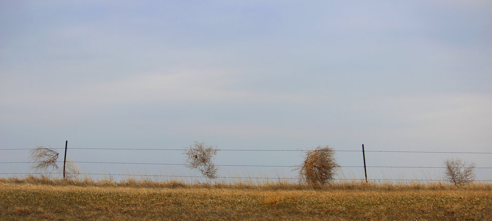 Photo of kochia tumbleweeds caught in a fence.