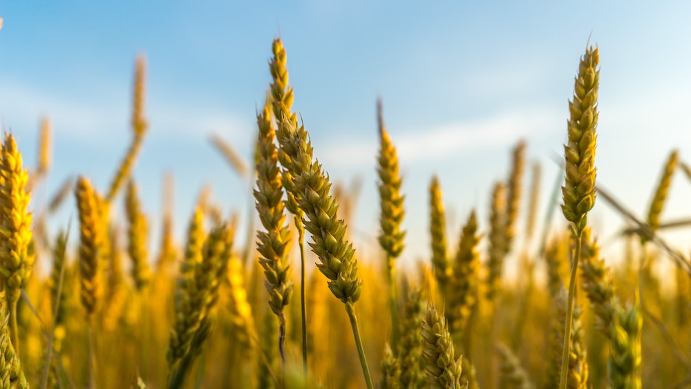 Amber colored wheat basking in sun