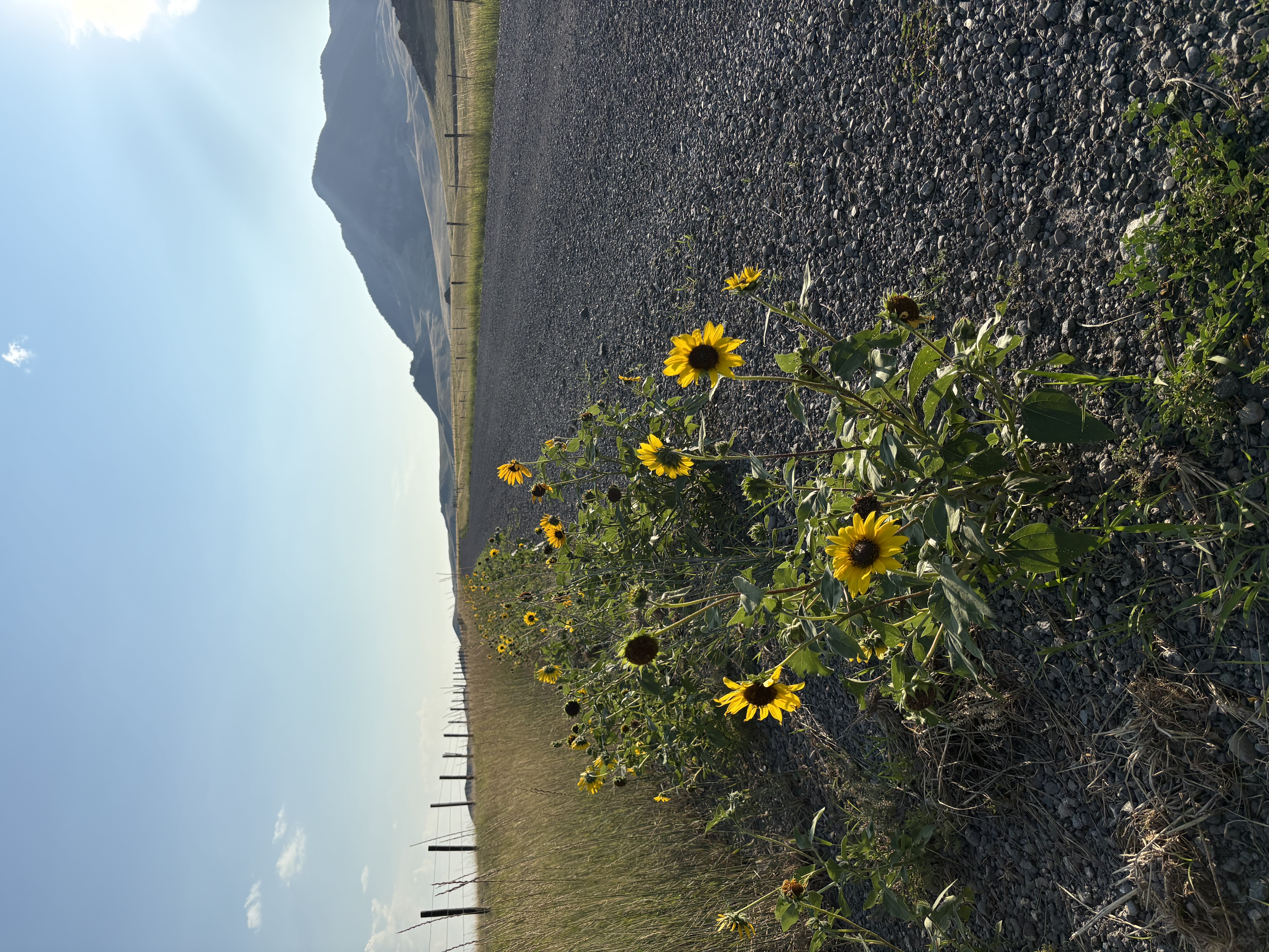 A dirt road lined with sunflowers in Judith Basin County runs along the base of the Highwood Mountains 