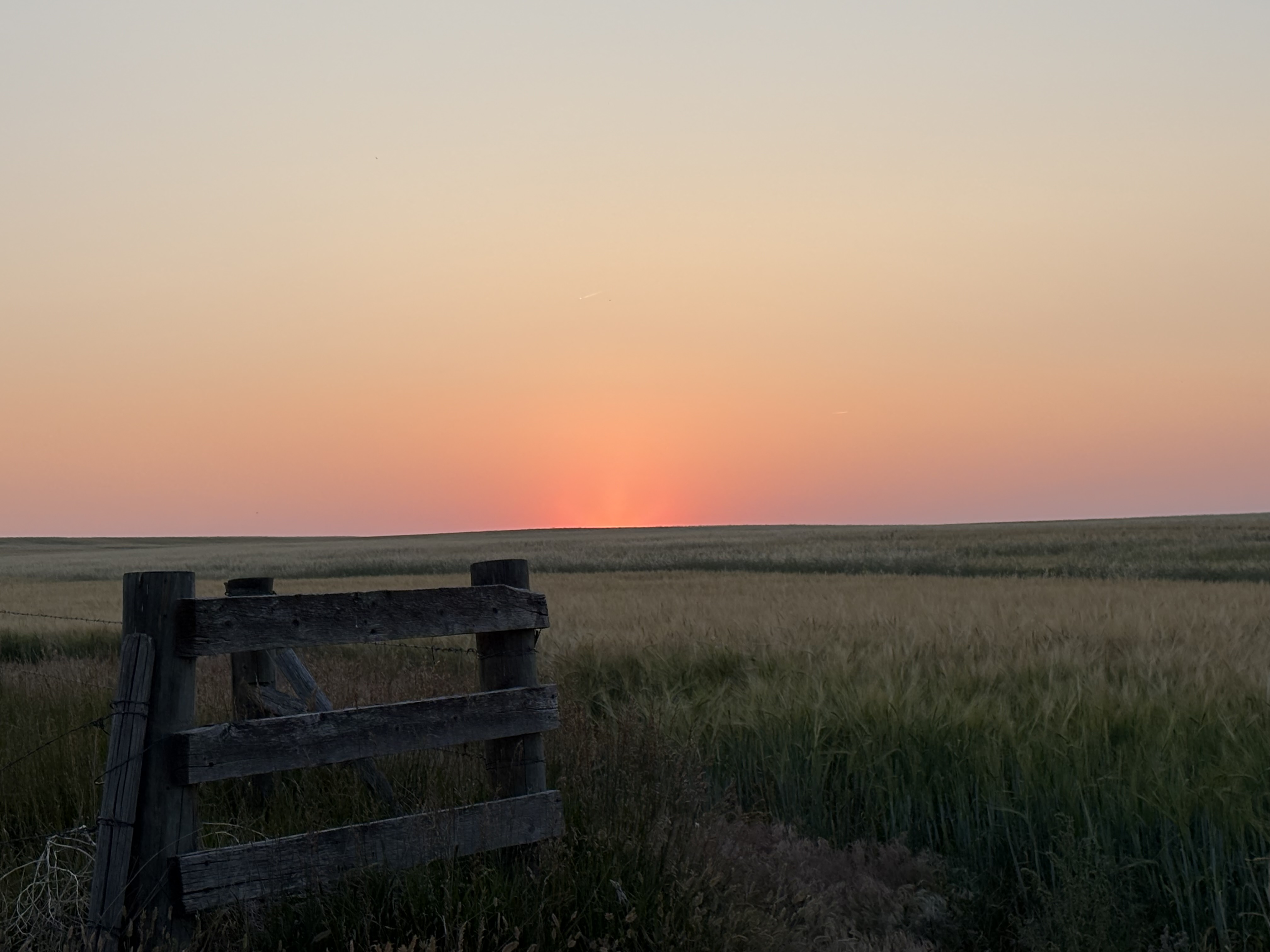 Purple and red sunset skies are the backdrop for a field of golden barley and a wooden fence in Judith Basin County Montana