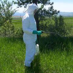 Spraying Weeds