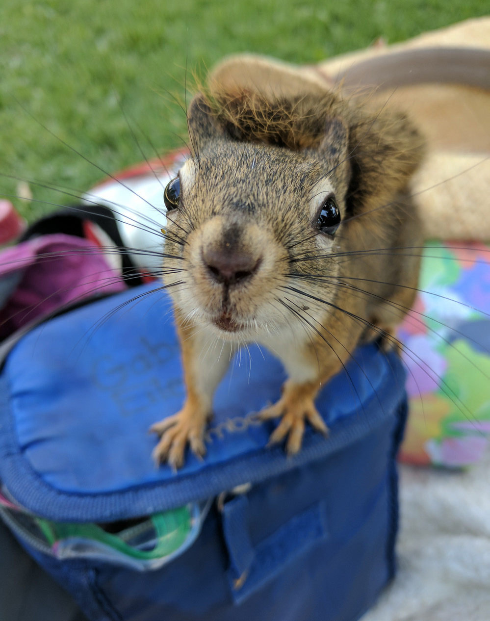 Brown squirrel looking directly at the camera, perched atop a blue lunch box.