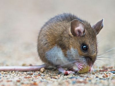 What is hantavirus image card A brown and white mouse nibbles on a piece of food. Photo: adobe stock