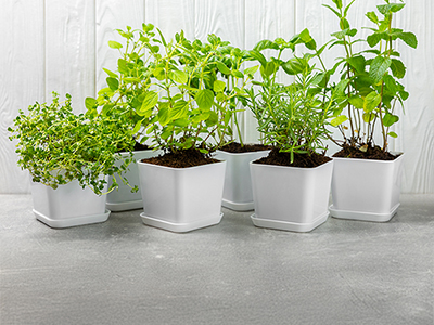 Pots of possibility article header Young, healthy looking herb plants are lined up in pots.