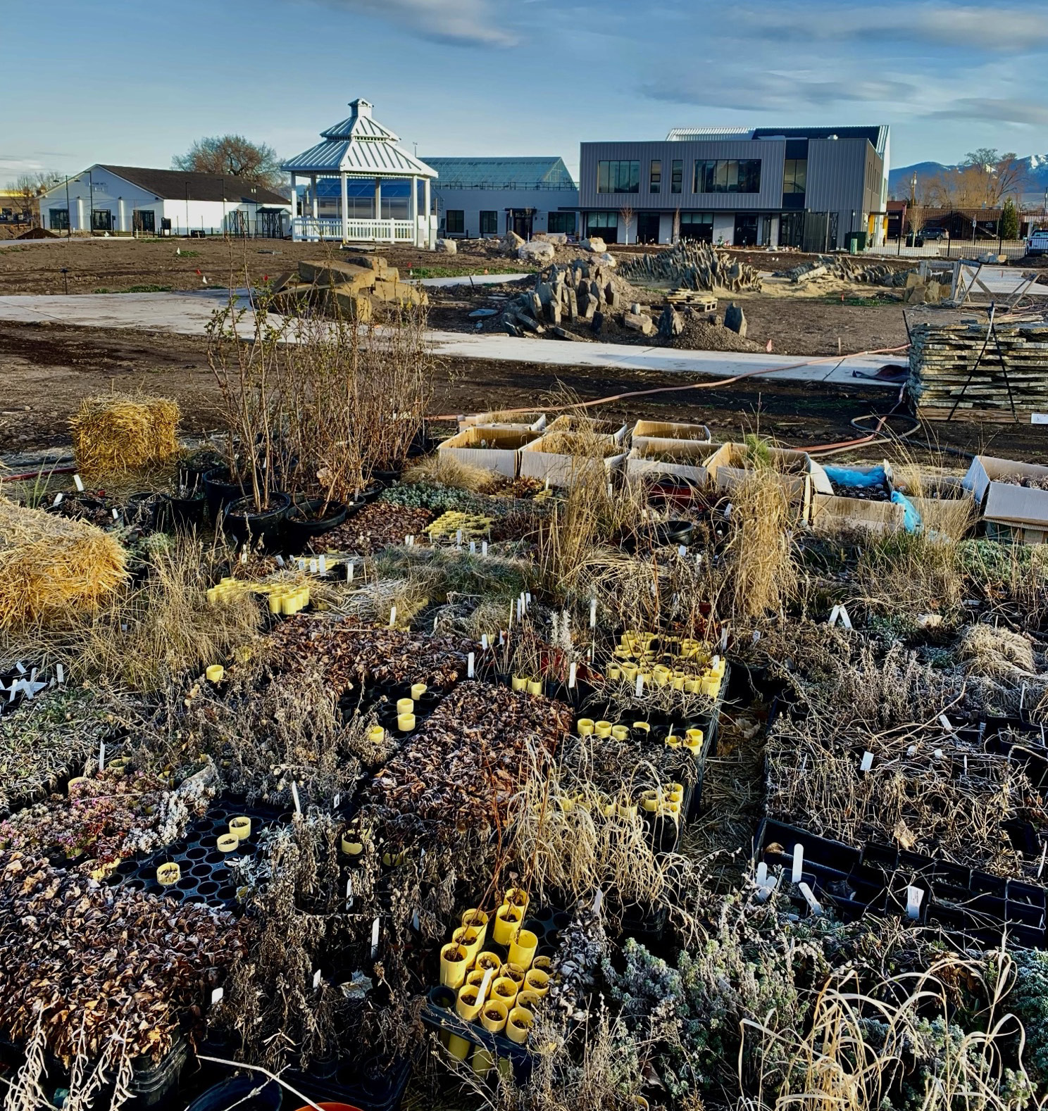 A small garden with dying plants in shades of yellow, dark red, and sage green.