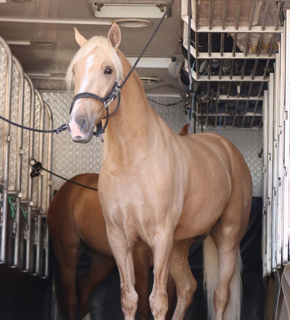 a horse stands in a horse trailer