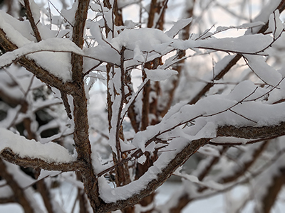 A close-up of tree branches covered in snow