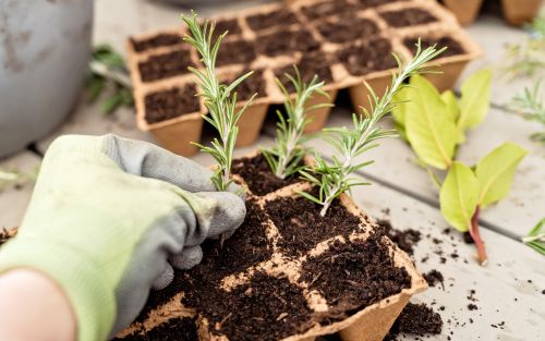 A gloved hand inserts the wood end of a rosemary branch into a seed tray where a few other branches have already been planted.