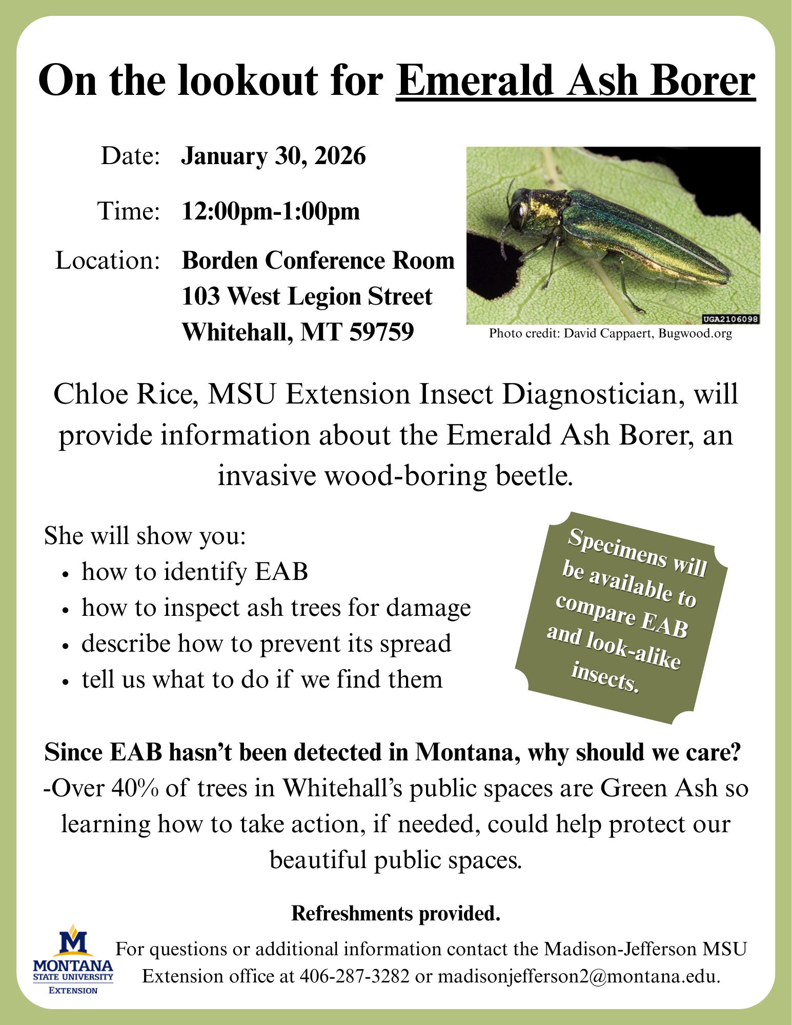 Emerald Ash Borer