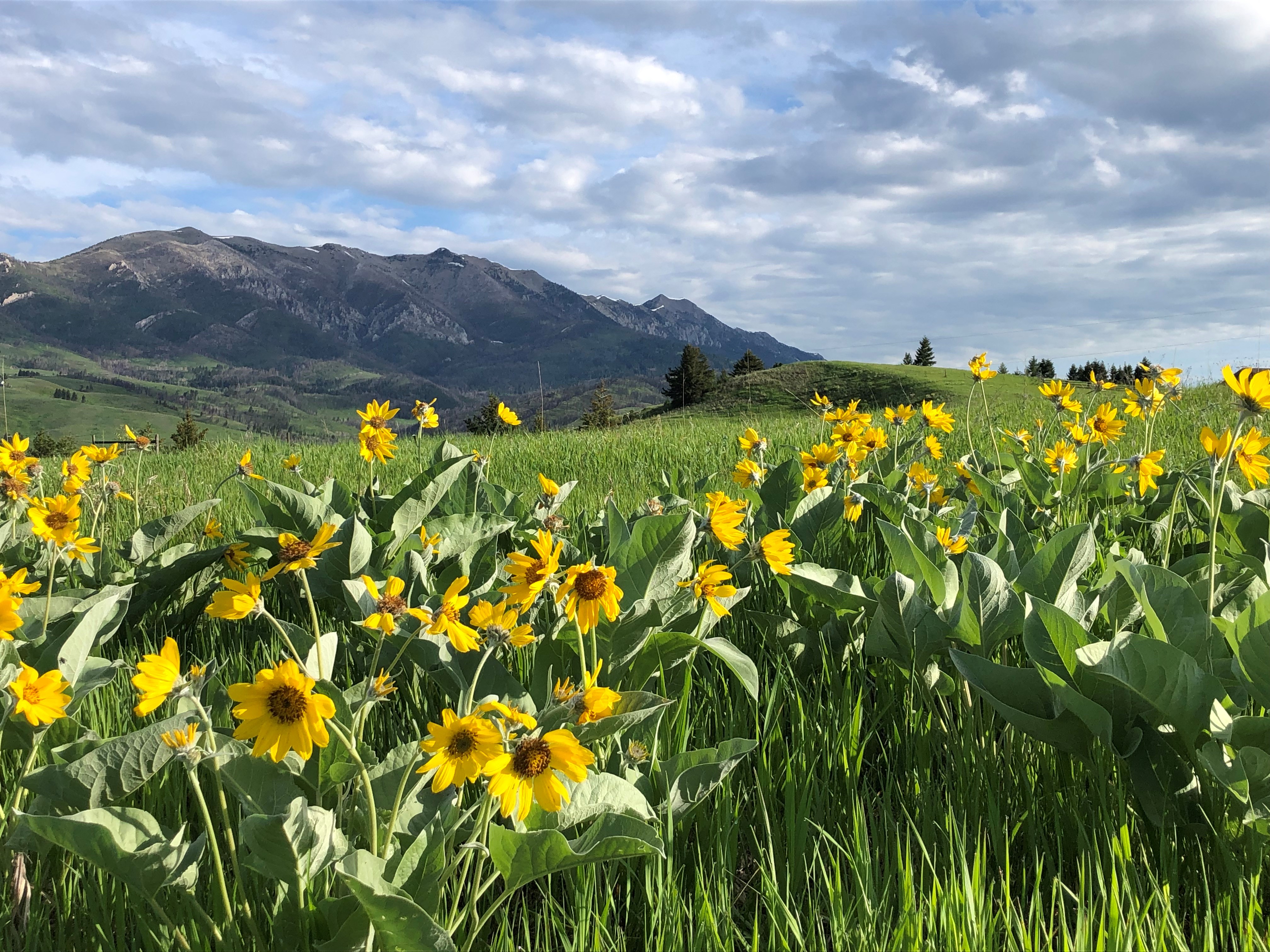 Balsam room with background mountains