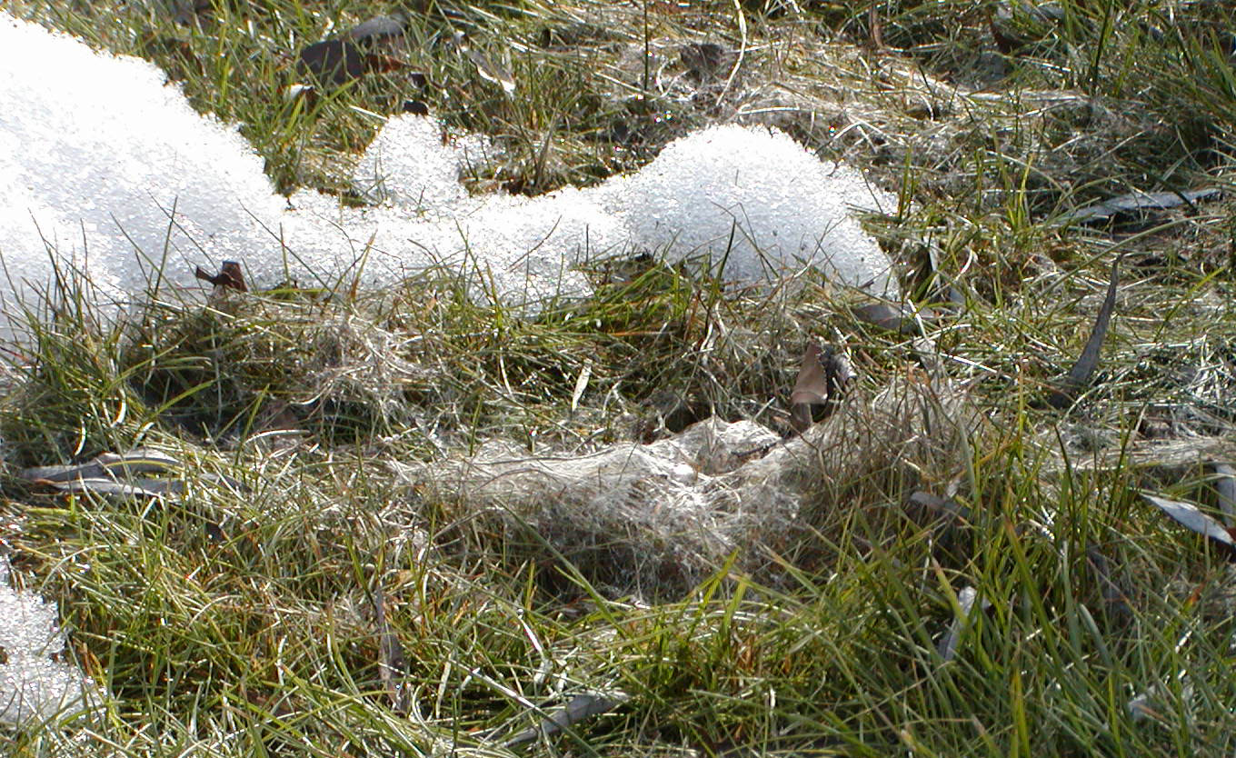 A close-up of snow melting from grass shows clumps of a spider-web type substance on top of the grass that is snow mold.