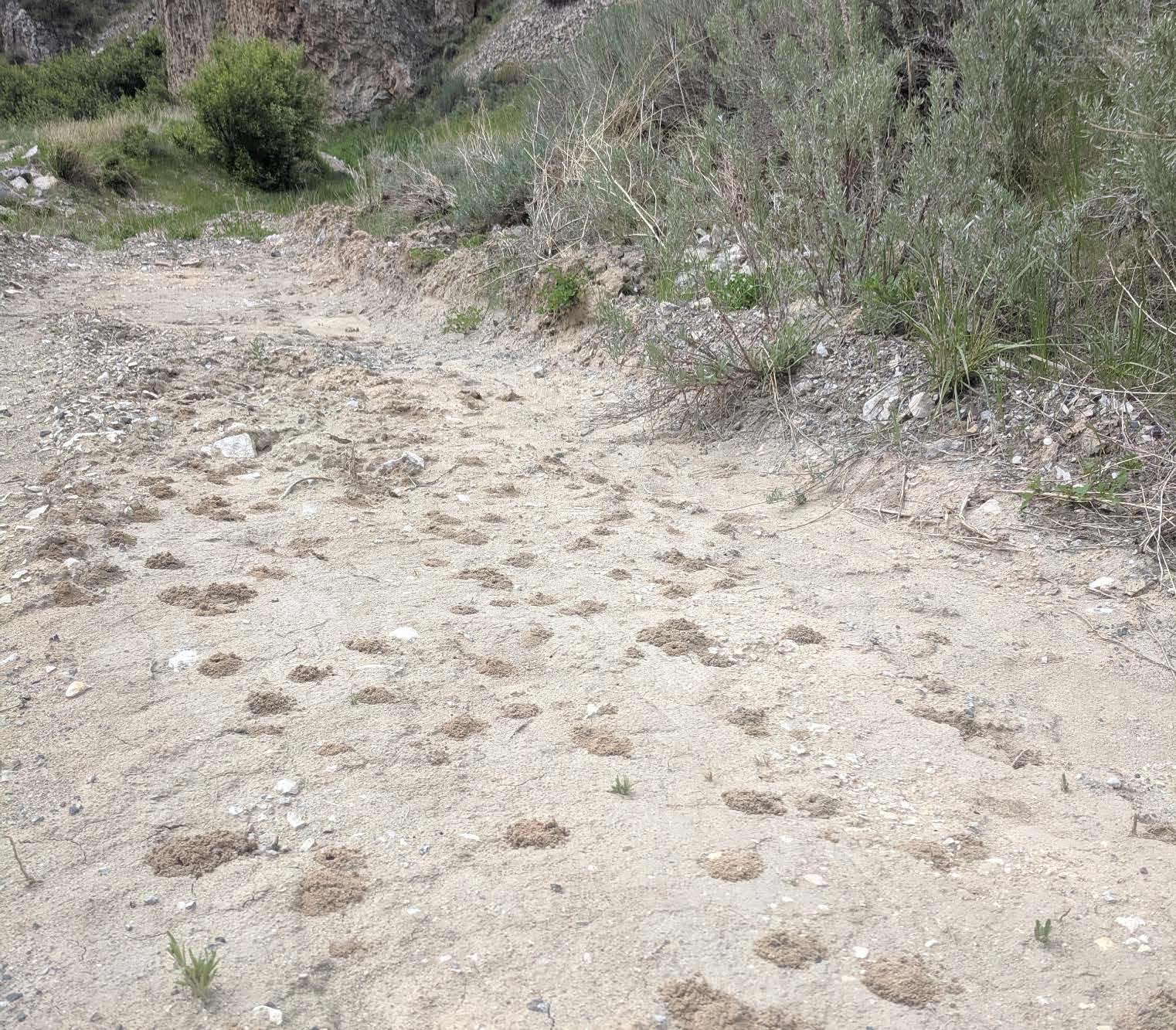 A sandy patch of ground with several small dirt mounds, indicating an aggregation of ground-nesting bees.