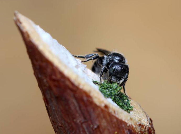 A dark colored bee on top of a raspberry cane with a pile of chewed green leaves.