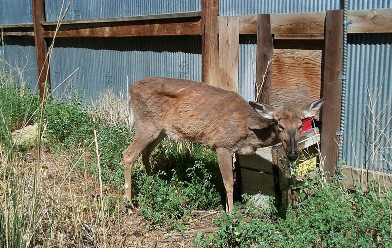 An emaciated deer shows classic clinical signs of chronic wasting disease.