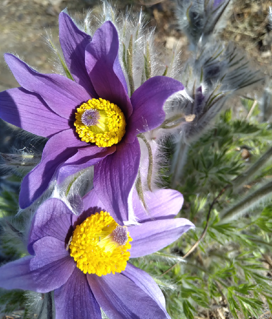 a purple pasque flower with yellow middle