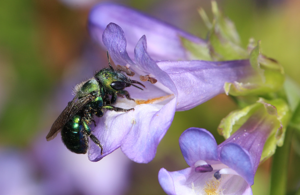 a bee landing on a purple flower