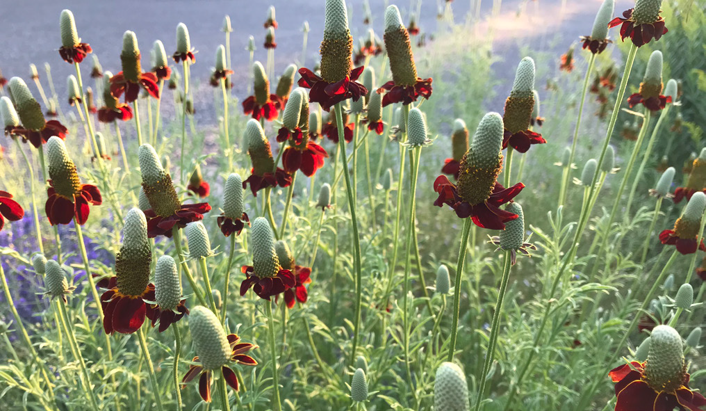 an upright prairie coneflower