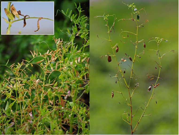 Stemphylium blight on lentil, showing early symptoms and late symptoms resulting in defoliated plants