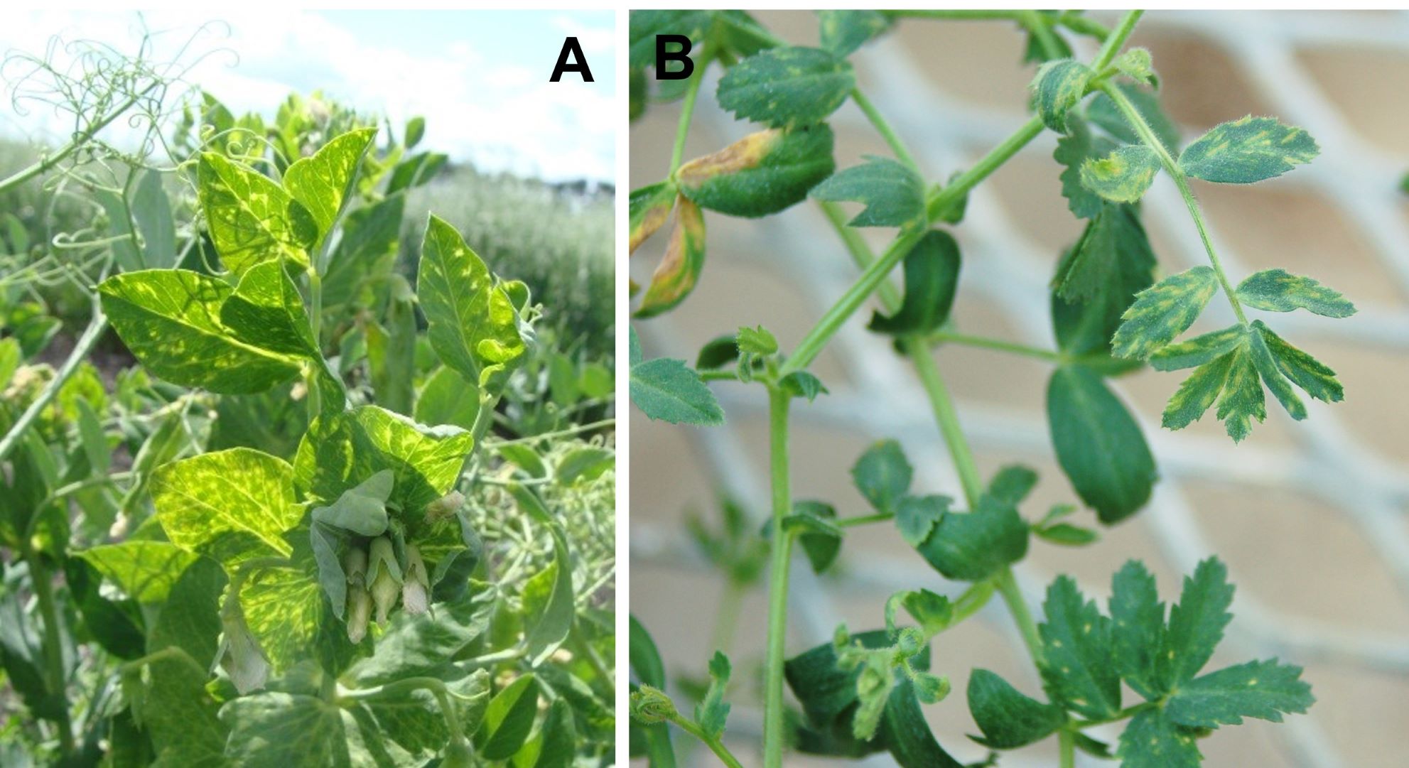 Symptoms of pea enation virus on field pea