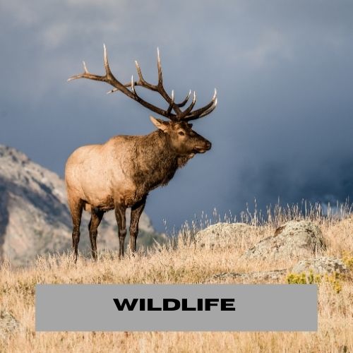 WILDLIFE