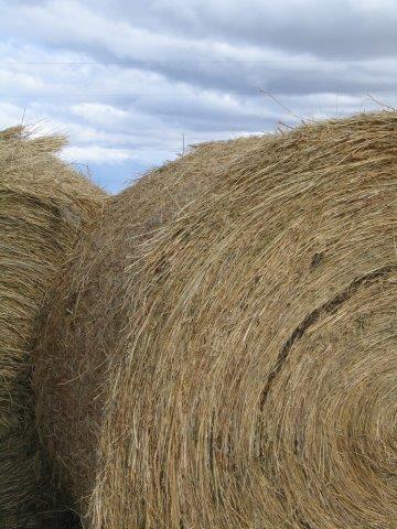 Hay Bale