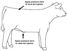 pressure points