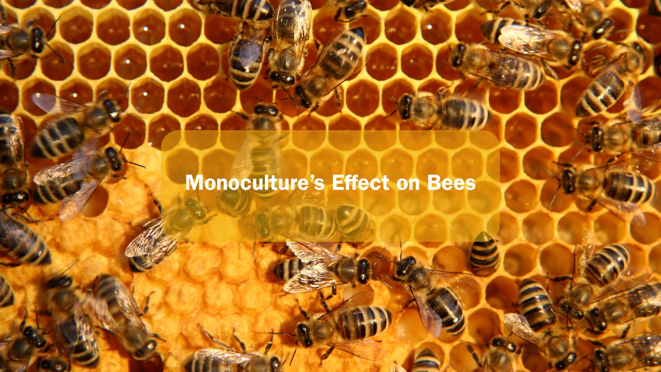 bees on a hive