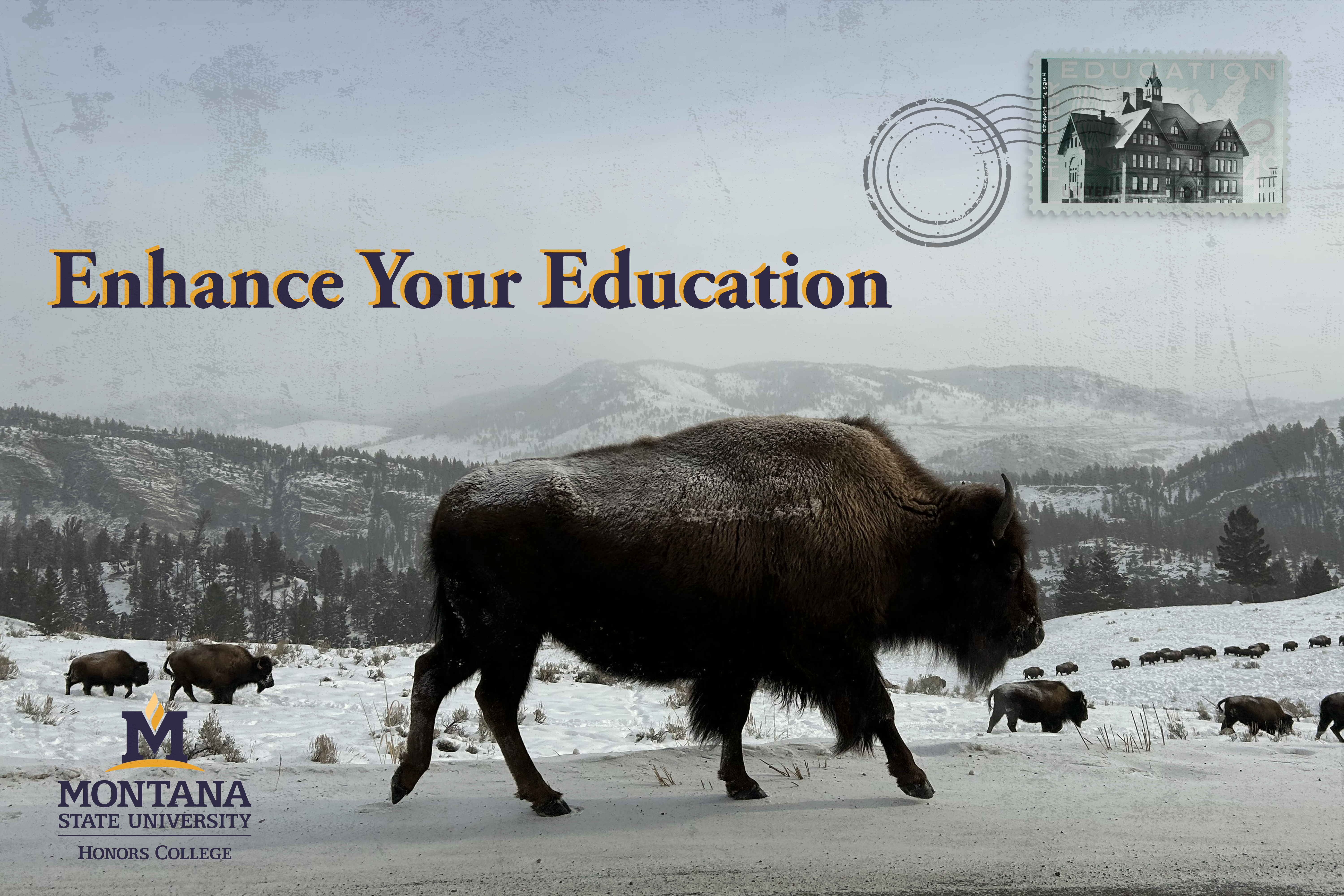 Buffalo in Yellowstone National Park spotted on HONR 124 Ski & Read
