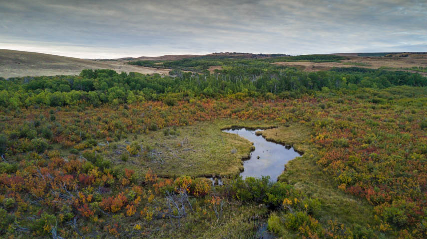 Fen Wetland @ LBWS