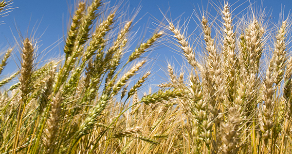 Agricultural Education