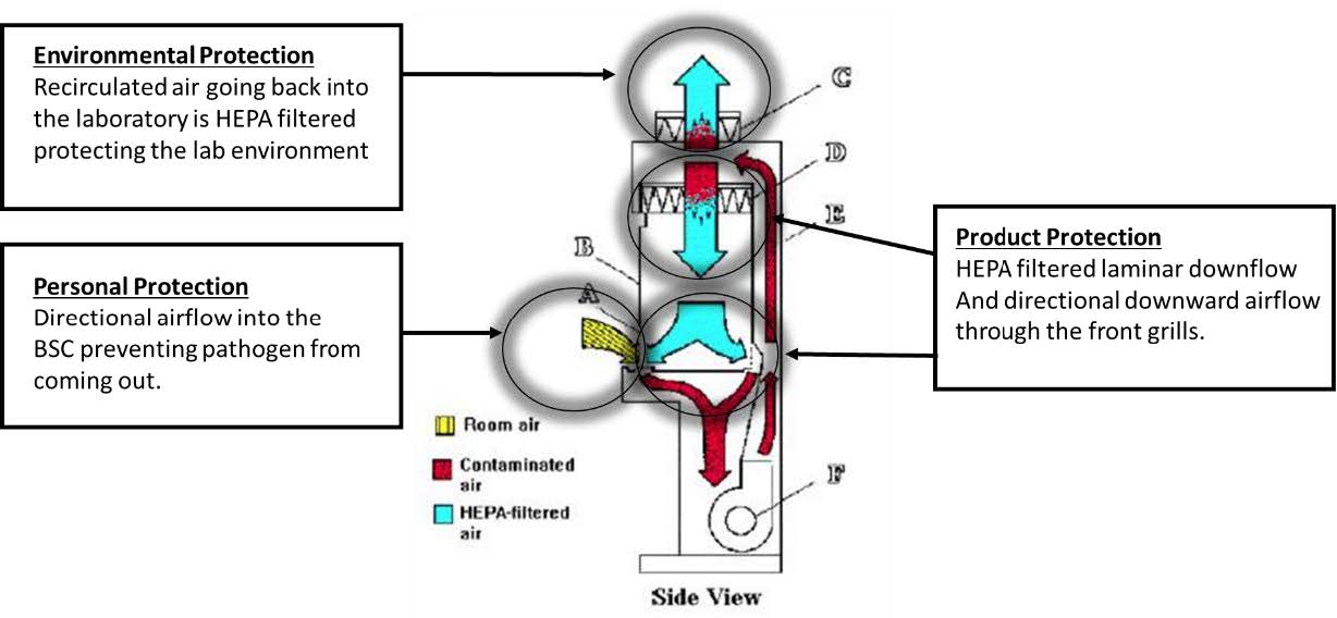 Class II BSC diagram