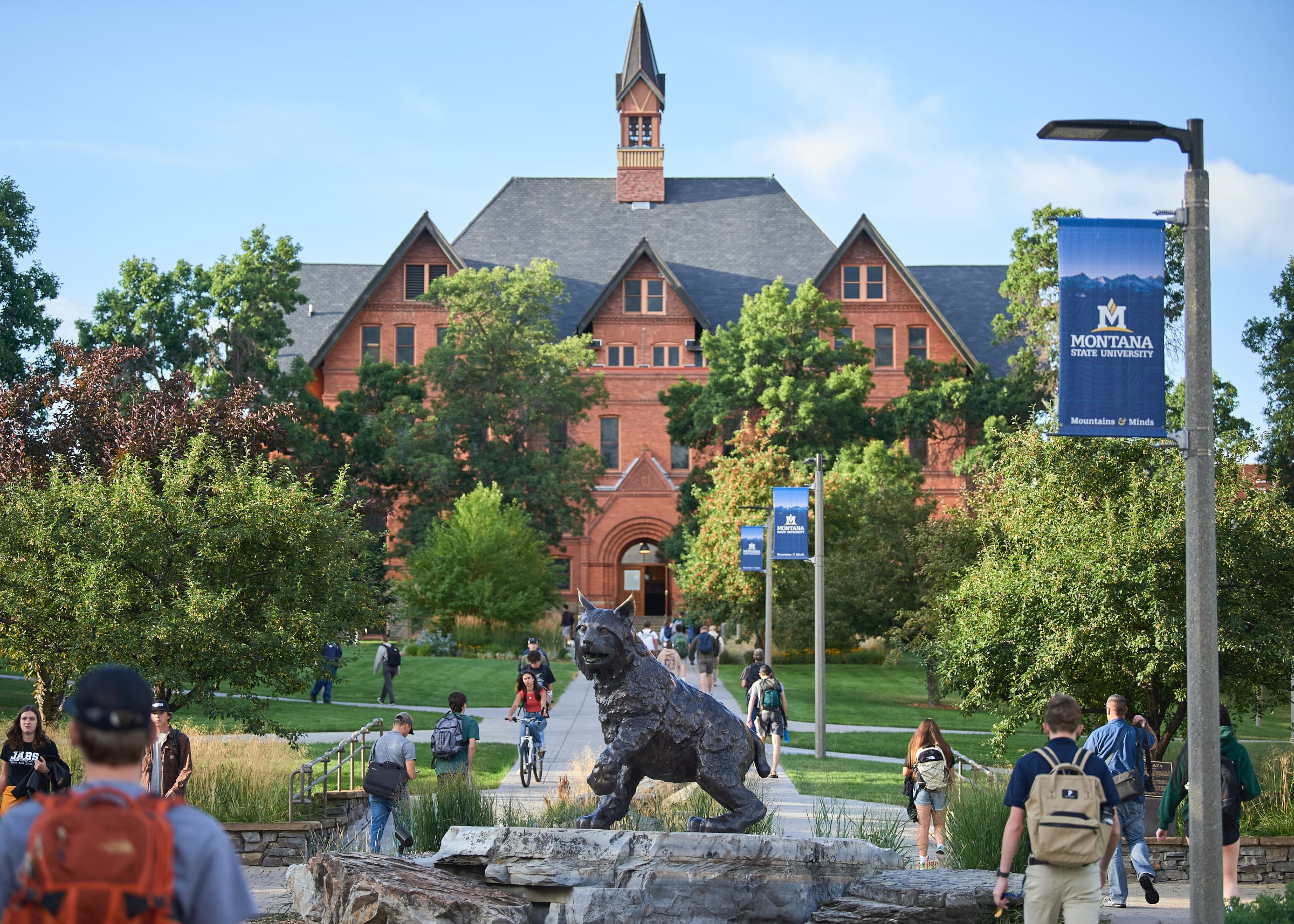 Montana State University campus Students walk and bike past a bronze bobcat statue on Montana State University’s tree-lined campus, with redbrick Montana Hall and its bell tower in the background.